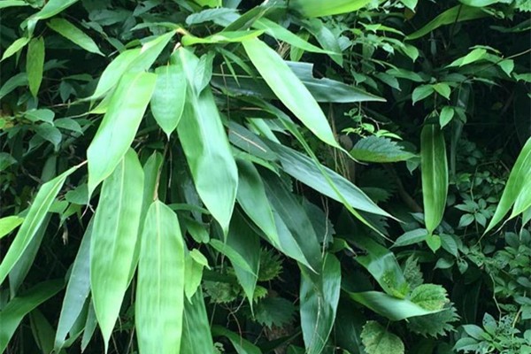 粽葉用熱水泡還是冷水泡 粽葉怎么泡不容易裂