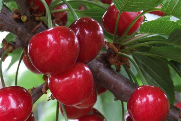 櫻桃和車?yán)遄邮且环N水果嗎 櫻桃和車?yán)遄佑惺裁磪^(qū)別 櫻桃和車?yán)遄邮且环N水果嗎 櫻桃和車?yán)遄佑惺裁磪^(qū)別