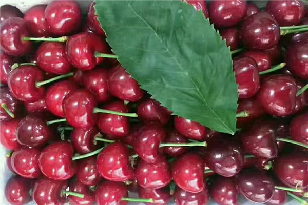 櫻桃和車?yán)遄邮且环N水果嗎 櫻桃和車?yán)遄佑惺裁磪^(qū)別 櫻桃和車?yán)遄邮且环N水果嗎 櫻桃和車?yán)遄佑惺裁磪^(qū)別