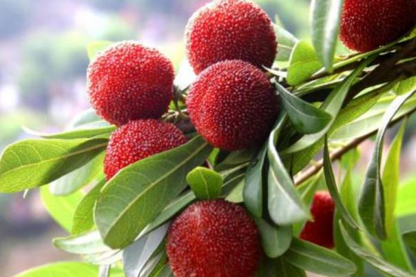 楊梅的營(yíng)養(yǎng)價(jià)值及功效與作用 吃楊梅的好處有哪些 楊梅的營(yíng)養(yǎng)價(jià)值及功效與作用 吃楊梅的好處有哪些