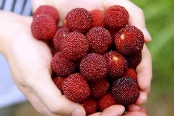 楊梅有哪些品種 楊梅有酒精含量嗎 楊梅有哪些品種 楊梅有酒精含量嗎