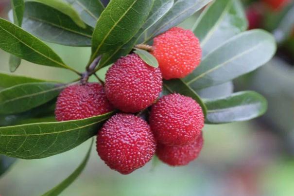 楊梅的營(yíng)養(yǎng)價(jià)值及功效與作用 吃楊梅的好處有哪些 楊梅的營(yíng)養(yǎng)價(jià)值及功效與作用 吃楊梅的好處有哪些