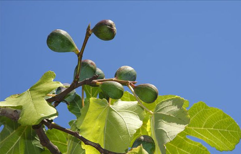 無花果葉子能治腳氣嗎 無花果葉子治療腳氣的方法 無花果葉子能治腳氣嗎 無花果葉子治療腳氣的方法