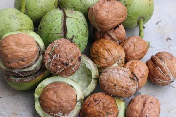 核桃的功效與作用禁忌 經常吃核桃有什么好處 核桃的功效與作用禁忌 經常吃核桃有什么好處