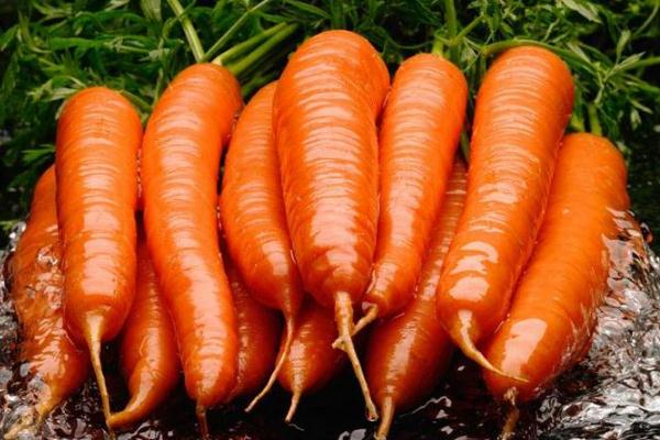 胡蘿卜要焯水嗎 胡蘿卜要煮多久 胡蘿卜要焯水嗎 胡蘿卜要煮多久