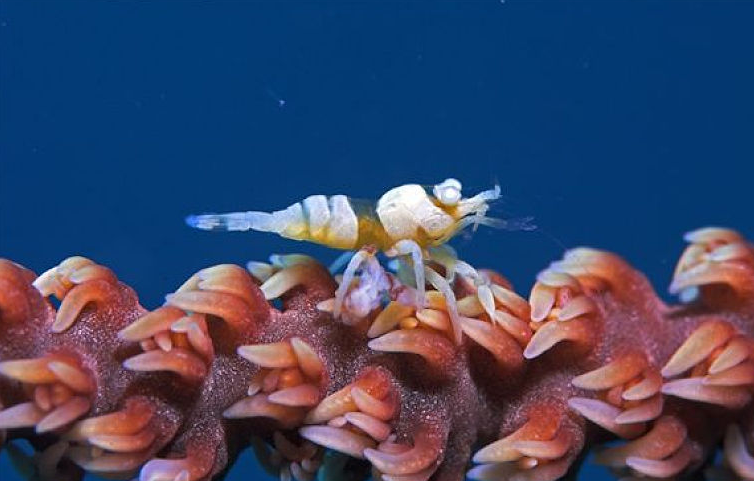 早上買的蝦中午死了可以吃嗎 蝦死了幾個小時能不能吃了 早上買的蝦中午死了可以吃嗎 蝦死了幾個小時能不能吃了