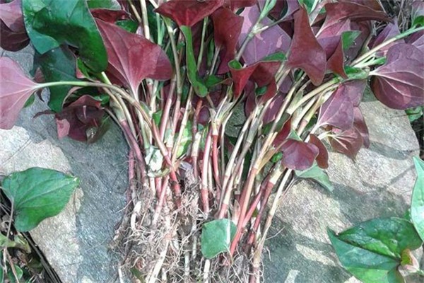 魚腥草可以防輻射嗎 魚腥草怎么做好吃 魚腥草可以防輻射嗎 魚腥草怎么做好吃