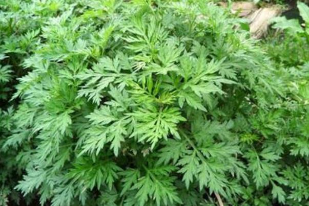 艾葉的藥用功效 艾葉的成分 艾葉的藥用功效 艾葉的成分