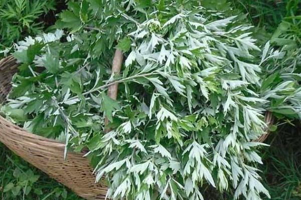 艾葉的藥用功效 艾葉的成分 艾葉的藥用功效 艾葉的成分