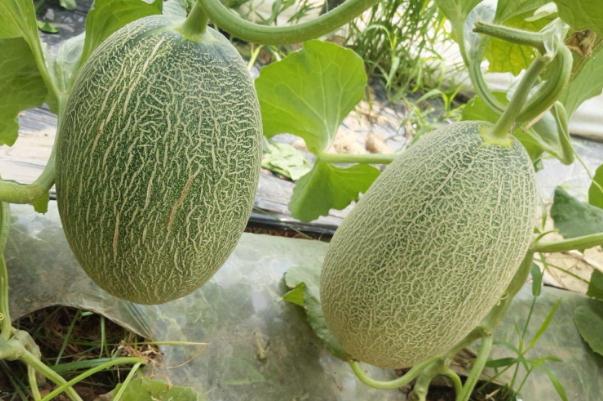 哈密瓜的籽能吃嗎 哈密瓜的籽吃了舌頭麻 哈密瓜的籽能吃嗎 哈密瓜的籽吃了舌頭麻