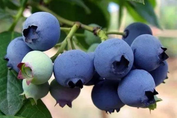 藍(lán)莓的好處和壞處 藍(lán)莓的吃法 藍(lán)莓的好處和壞處 藍(lán)莓的吃法