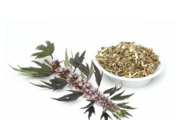 益母草可以天天喝嗎 益母草天天喝有何好處 益母草可以天天喝嗎 益母草天天喝有何好處