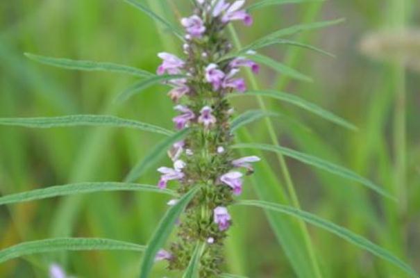 益母草能打胎嗎 益母草能治閉經(jīng)嗎 益母草能打胎嗎 益母草能治閉經(jīng)嗎