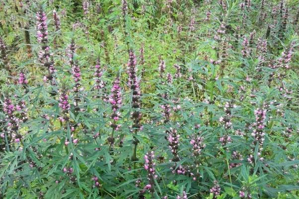 益母草可以治痛經嗎 益母草可以調理月經量少嗎 益母草可以治痛經嗎 益母草可以調理月經量少嗎