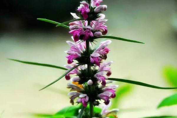 益母草可以治痛經嗎 益母草可以調理月經量少嗎 益母草可以治痛經嗎 益母草可以調理月經量少嗎