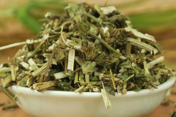 益母草的危害 益母草真的致癌嗎 益母草的危害 益母草真的致癌嗎