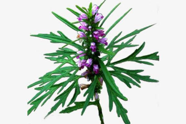 益母草可以治痛經嗎 益母草可以調理月經量少嗎 益母草可以治痛經嗎 益母草可以調理月經量少嗎