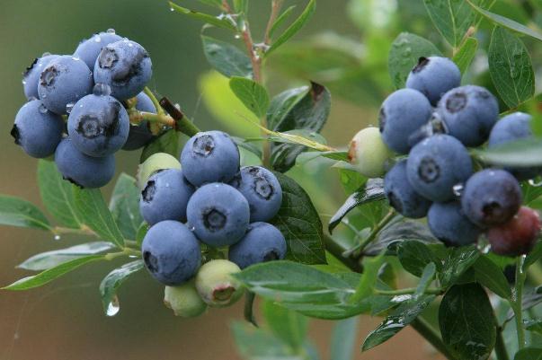 藍(lán)莓可以一天吃一盒嗎 藍(lán)莓可以吃皮嗎 藍(lán)莓可以一天吃一盒嗎 藍(lán)莓可以吃皮嗎