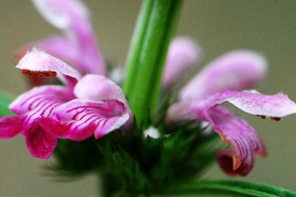 益母草能打胎嗎 益母草能治閉經(jīng)嗎 益母草能打胎嗎 益母草能治閉經(jīng)嗎