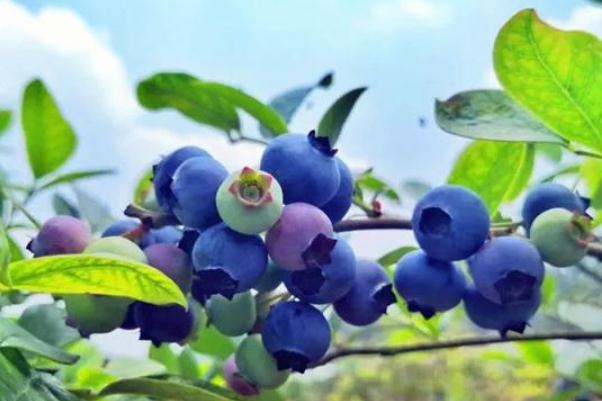 藍(lán)莓有啥營(yíng)養(yǎng) 藍(lán)莓有什么用 藍(lán)莓有啥營(yíng)養(yǎng) 藍(lán)莓有什么用