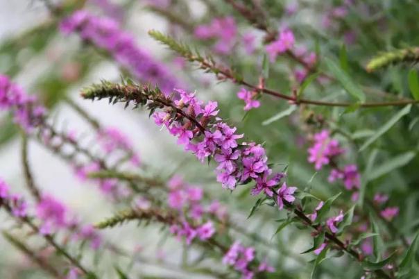 益母草能打胎嗎 益母草能治閉經(jīng)嗎 益母草能打胎嗎 益母草能治閉經(jīng)嗎