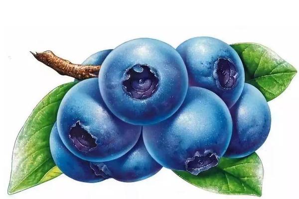 藍(lán)莓的好處和壞處 藍(lán)莓的吃法 藍(lán)莓的好處和壞處 藍(lán)莓的吃法