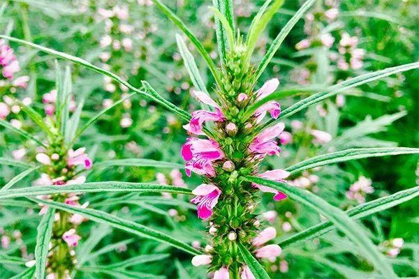 益母草的作用及功效 益母草什么時候喝最好 益母草的作用及功效 益母草什么時候喝最好