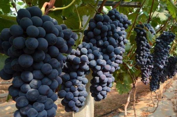 吃葡萄會不會長胖 吃葡萄的好處與壞處 吃葡萄會不會長胖 吃葡萄的好處與壞處