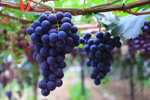 葡萄的功效與作用禁忌 葡萄營(yíng)養(yǎng)價(jià)值有什么 葡萄的功效與作用禁忌 葡萄營(yíng)養(yǎng)價(jià)值有什么