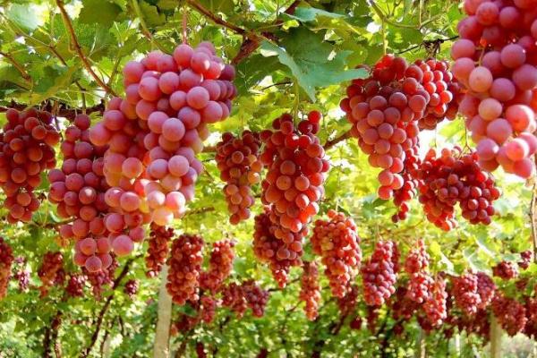 葡萄的功效與作用禁忌 葡萄營(yíng)養(yǎng)價(jià)值有什么 葡萄的功效與作用禁忌 葡萄營(yíng)養(yǎng)價(jià)值有什么