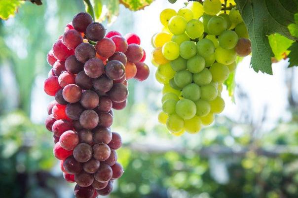 吃葡萄會不會長胖 吃葡萄的好處與壞處 吃葡萄會不會長胖 吃葡萄的好處與壞處