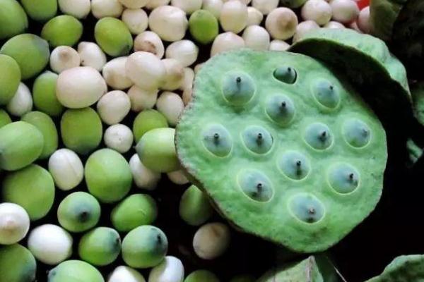 蓮子的副作用 蓮子的熱量 蓮子的副作用 蓮子的熱量