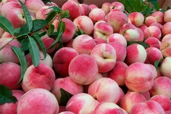 桃子糖尿病人可以吃嗎 桃子可以空腹吃嗎 桃子糖尿病人可以吃嗎 桃子可以空腹吃嗎