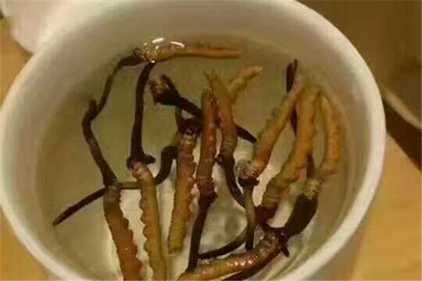 蟲草可以泡酒嗎 蟲草泡酒的正確方法 蟲草可以泡酒嗎 蟲草泡酒的正確方法