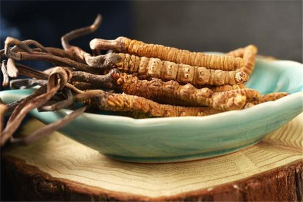 蟲(chóng)草會(huì)跑嗎 蟲(chóng)草會(huì)變成蟲(chóng)子嗎