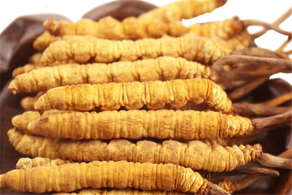 蟲(chóng)草會(huì)跑嗎 蟲(chóng)草會(huì)變成蟲(chóng)子嗎