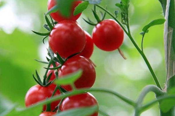 吃圣女果會(huì)上火嗎 吃圣女果會(huì)不會(huì)長胖 吃圣女果會(huì)上火嗎 吃圣女果會(huì)不會(huì)長胖