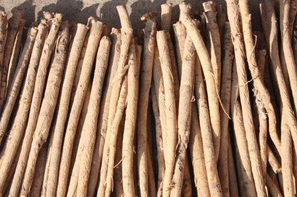 板藍(lán)根會使血糖升高嗎 板藍(lán)根對感冒有效嗎