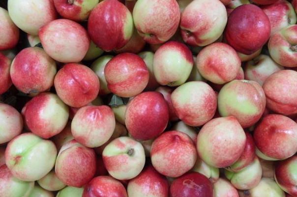 油桃含糖量高嗎 糖尿病人可以吃油桃嗎 油桃含糖量高嗎 糖尿病人可以吃油桃嗎