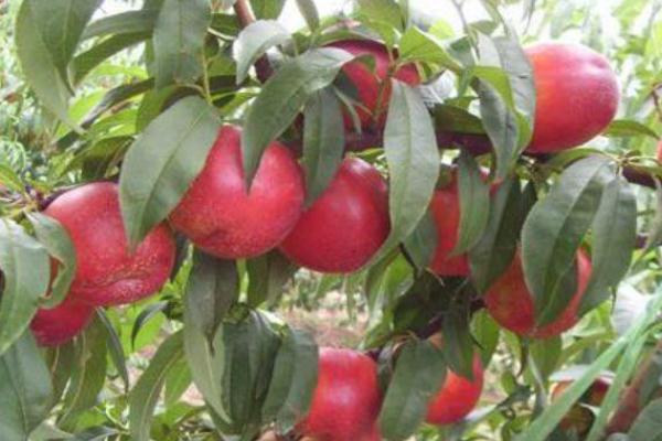 油桃孕婦吃了有什么好處 油桃孕婦吃了上火嗎 油桃孕婦吃了有什么好處 油桃孕婦吃了上火嗎