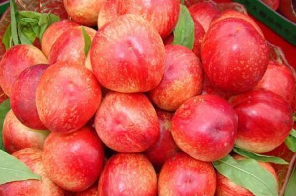 油桃含糖量高嗎 糖尿病人可以吃油桃嗎 油桃含糖量高嗎 糖尿病人可以吃油桃嗎