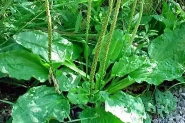 車前草有降血壓的功效嗎 車前草藥用價(jià)值 車前草有降血壓的功效嗎 車前草藥用價(jià)值