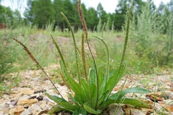 車前草可以泡腳嗎 車前草泡腳有什么好處 車前草可以泡腳嗎 車前草泡腳有什么好處
