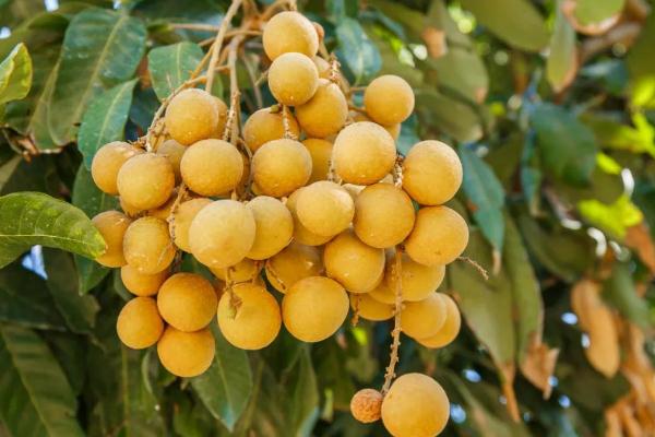 吃龍眼對(duì)身體有什么好處和壞處 吃龍眼會(huì)上火嗎 吃龍眼對(duì)身體有什么好處和壞處 吃龍眼會(huì)上火嗎