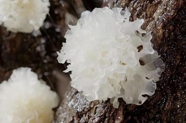 銀耳會中毒嗎 銀耳會不會上火 銀耳會中毒嗎 銀耳會不會上火