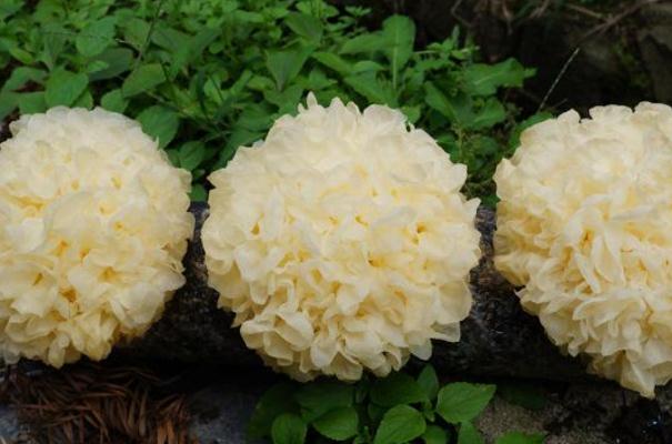 銀耳對(duì)孕婦的好處 懷孕吃銀耳的好處