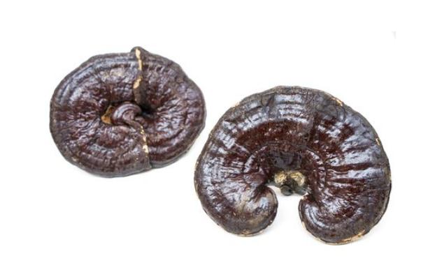 靈芝泡水喝上火嗎 靈芝泡水喝治療失眠 靈芝泡水喝上火嗎 靈芝泡水喝治療失眠