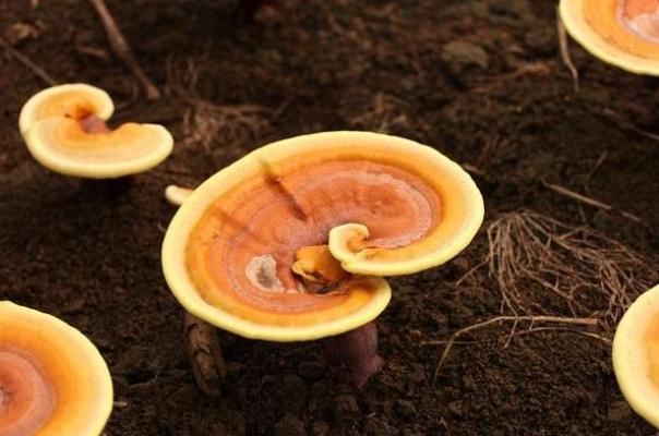 靈芝泡水喝上火嗎 靈芝泡水喝治療失眠 靈芝泡水喝上火嗎 靈芝泡水喝治療失眠