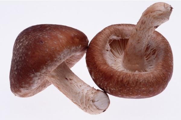 香菇的功效與作用 香菇的營養(yǎng)價值是什么 香菇的功效與作用 香菇的營養(yǎng)價值是什么