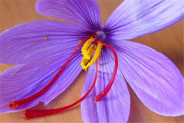 藏紅花適合什么年齡段的使用 藏紅花食用方法 藏紅花適合什么年齡段的使用 藏紅花食用方法